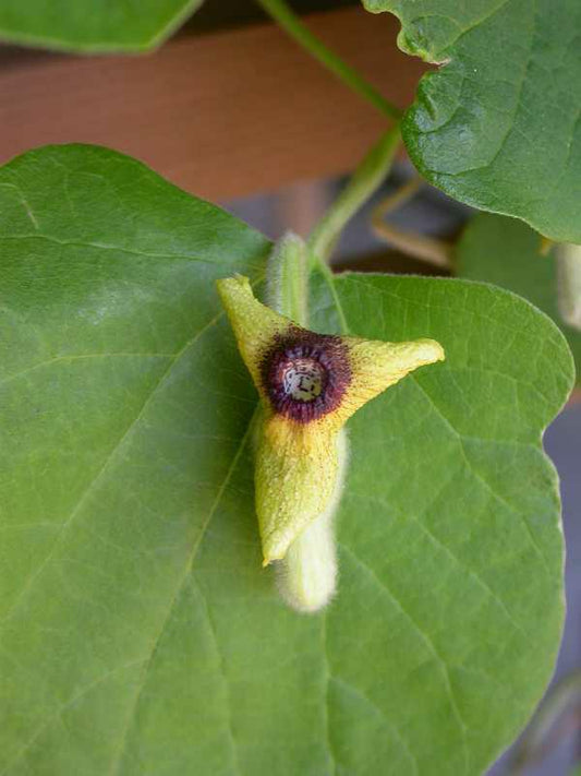 Aristolochia tomentosa (Woolly Dutchman’s Pipevine)