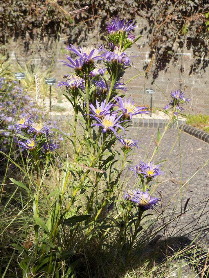 Eurybia hemispherica (Southern Prairie Aster)