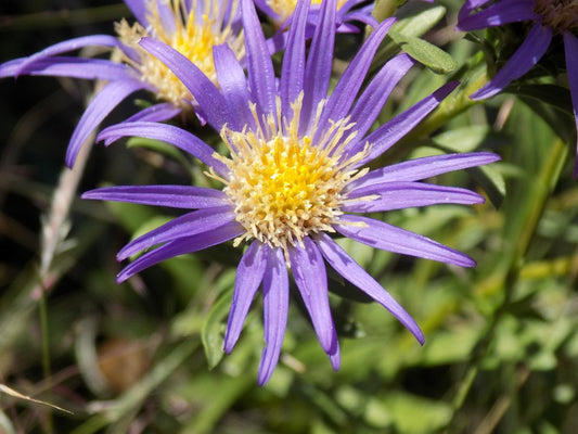 Eurybia hemispherica (Southern Prairie Aster)
