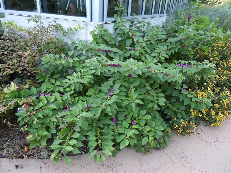 Callicarpa americana (American Beautyberry)