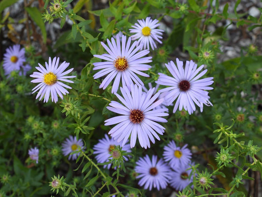 Symphyotrichum oolentangiense (Sky Blue Aster)