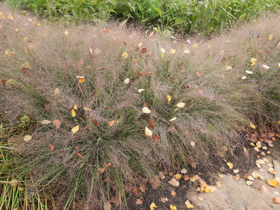 Eragrostis spectabilis (Purple Lovegrass)