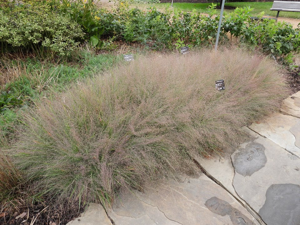 Eragrostis spectabilis (Purple Lovegrass)