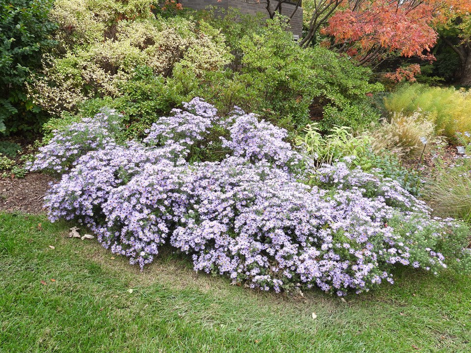 Symphyotrichum oolentangiense (Sky Blue Aster)