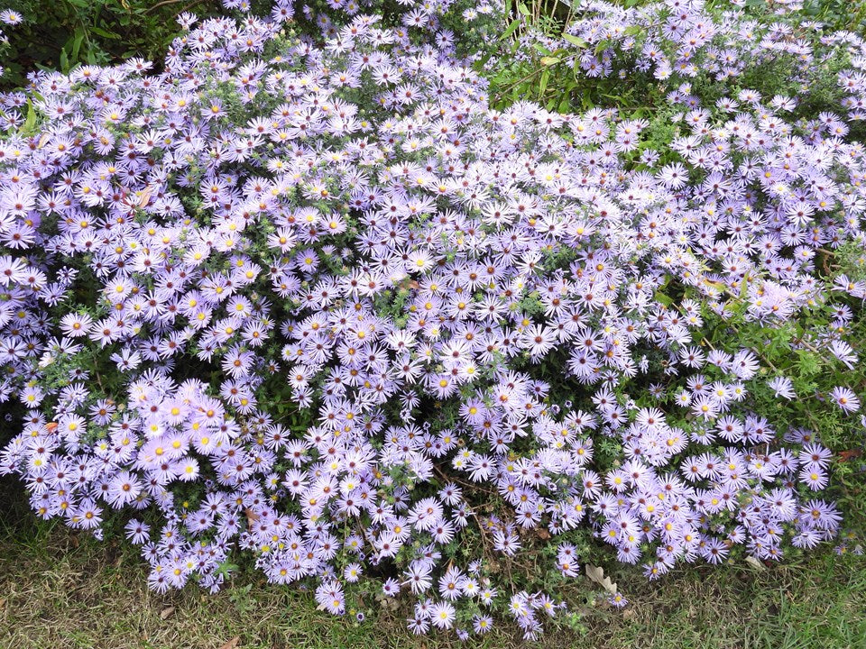 Symphyotrichum oolentangiense (Sky Blue Aster)