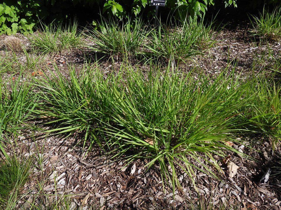 Eragrostis spectabilis (Purple Lovegrass)