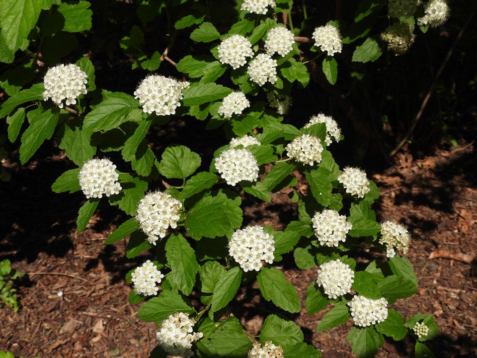 Physocarpus opulifolius (Ninebark)