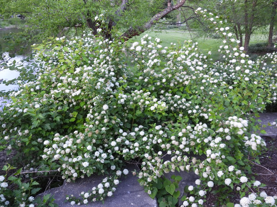 Physocarpus opulifolius (Ninebark)