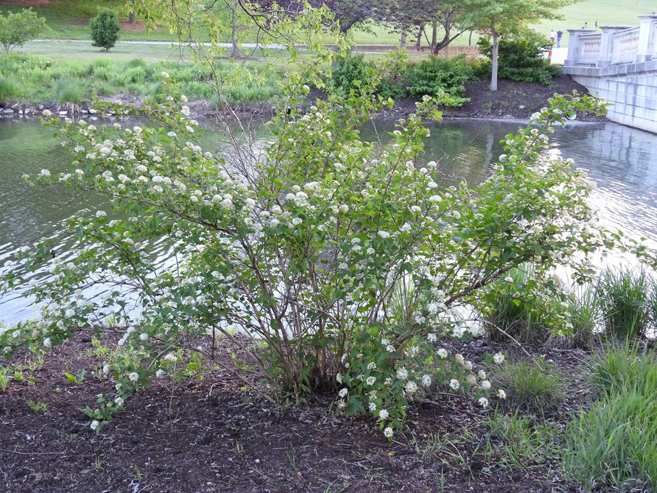 Physocarpus opulifolius (Ninebark)
