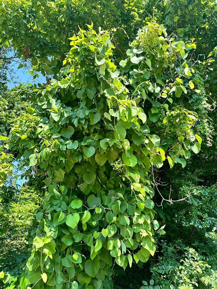 Aristolochia tomentosa (Woolly Dutchman’s Pipevine)