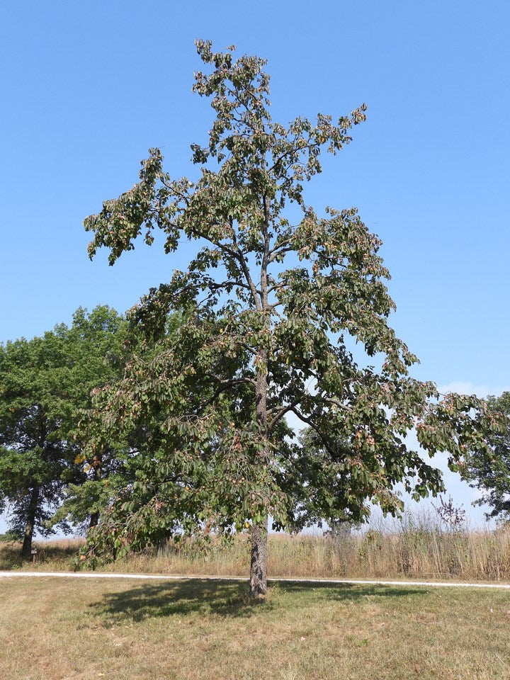 Diospyros virginiana (Common Persimmon)