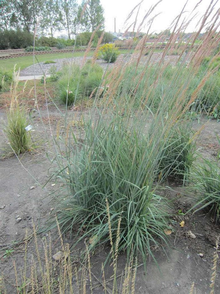 Sorghastrum nutans (Indiangrass)