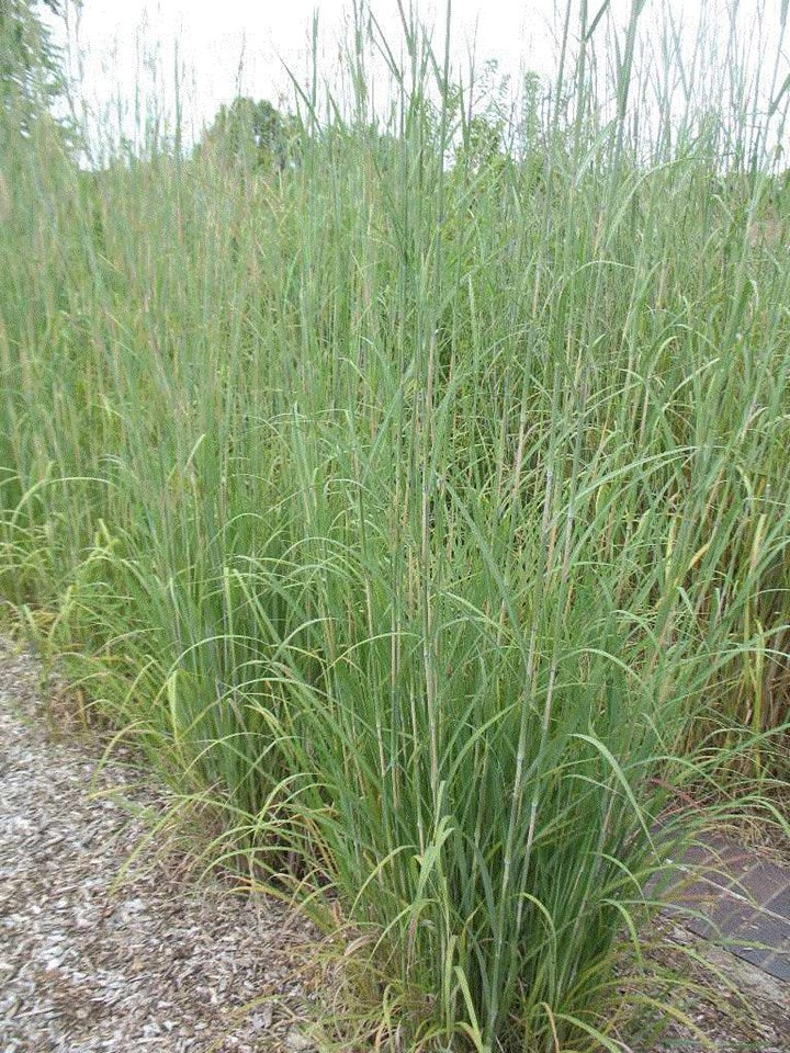 Andropogon gerardii (Big Bluestem)