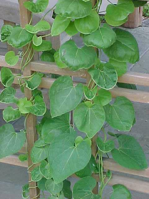 Aristolochia tomentosa (Woolly Dutchman’s Pipevine)