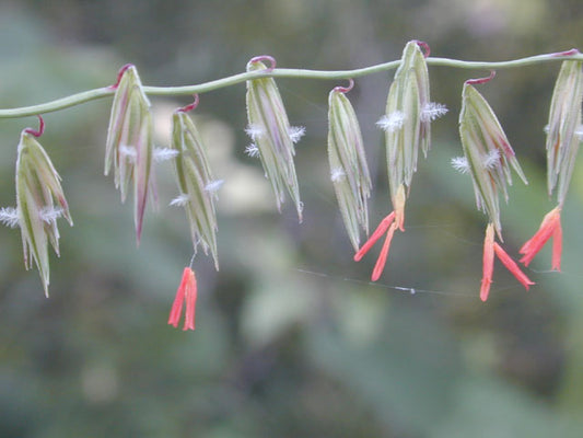 Bouteloua curtipendula (Sideoats Grama)