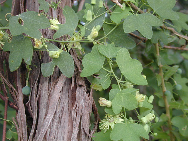 Passiflora lutea (Yellow Passionflower)