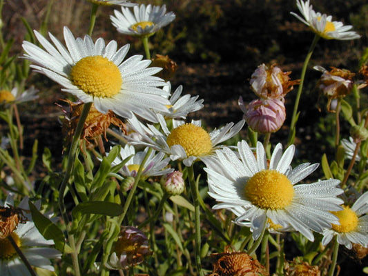 Aphanostephus skirrhobasis (Lazy Daisy)