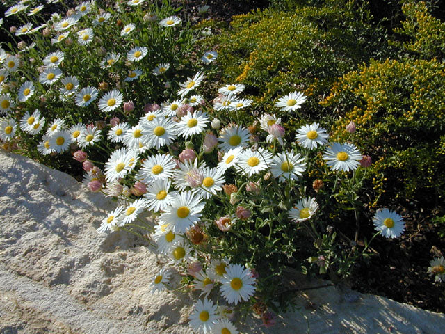 Aphanostephus skirrhobasis (Lazy Daisy)