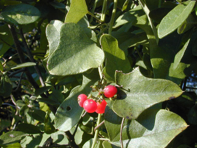 Cocculus carolinus (Carolina Snailseed)