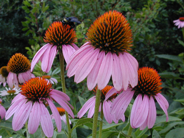 Echinacea purpurea (Purple Coneflower)