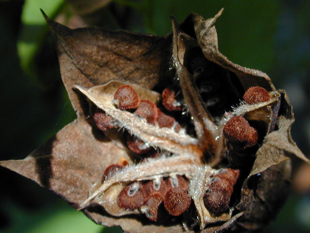 Hibiscus laevis (Halberd Leaf Hibiscus)