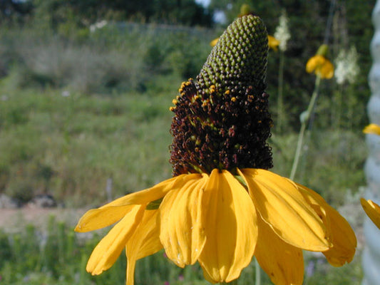 Rudbeckia Maxima (Giant Coneflower)