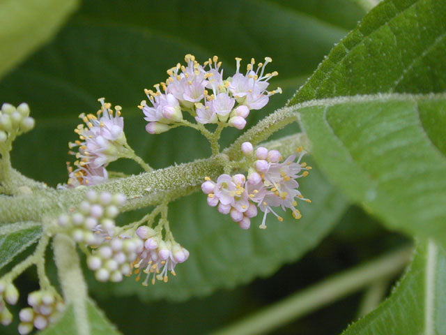 Callicarpa americana (American Beautyberry)