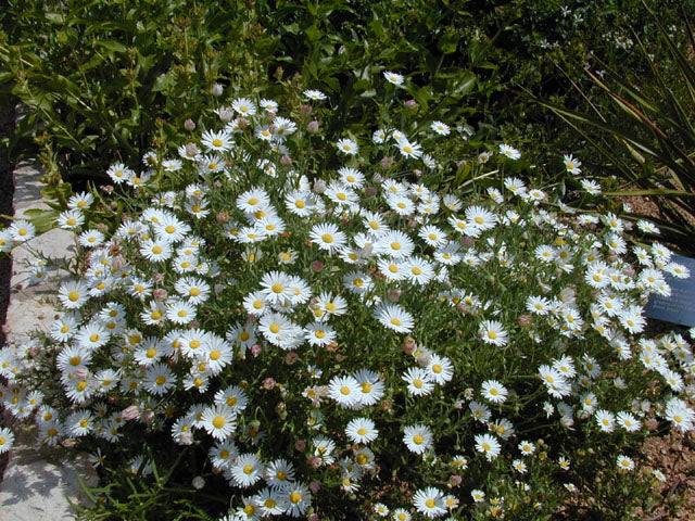 Aphanostephus skirrhobasis (Lazy Daisy)