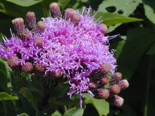 Vernonia baldwinii (Western Ironweed)
