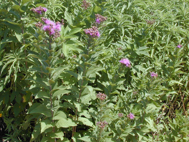 Vernonia baldwinii (Western Ironweed)