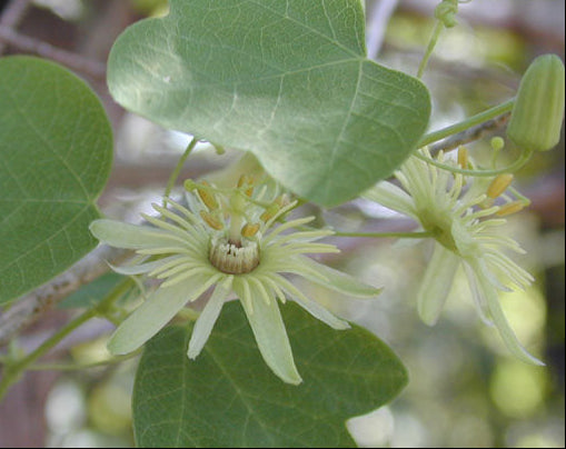 Passiflora lutea (Yellow Passionflower)