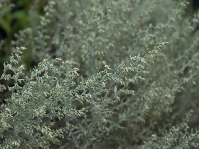Artemisia ludoviciana (Prairie Sage)