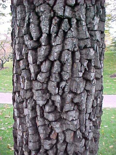 Diospyros virginiana (Common Persimmon)