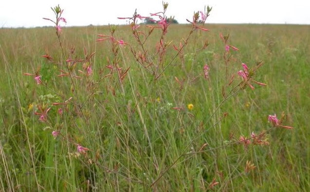 Oenothera filiformis (Large-Flowered Gaura)