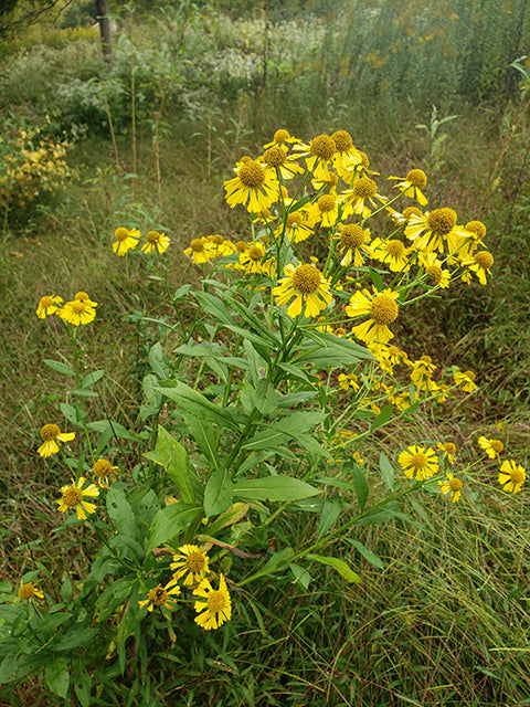 Helenium autumnale (Common Helenium)