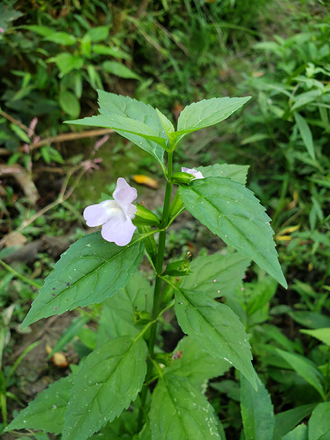 Mimulus alatus (Sharpwing Monkeyflower)