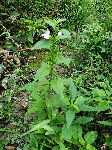 Mimulus alatus (Sharpwing Monkeyflower)