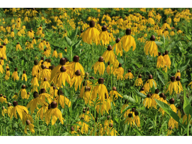 Ratibida pinnata (Gray-Headed Coneflower)