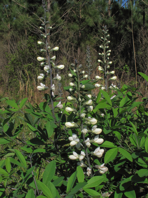 Baptisia alba (White Wild Indigo)