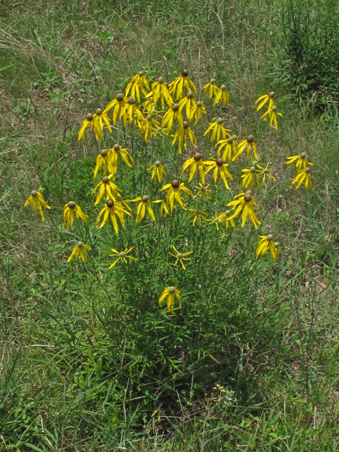 Ratibida pinnata (Gray-Headed Coneflower)