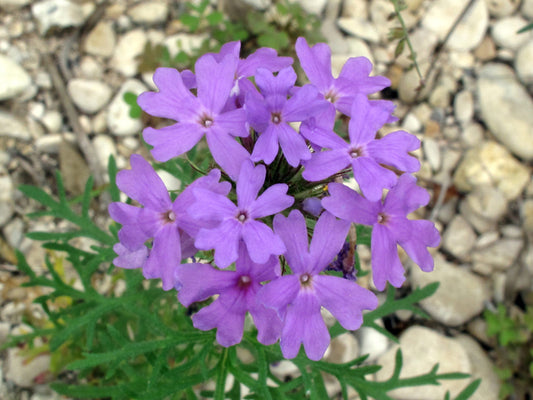 Glandularia bipinnatifida (Prairie Verbena)