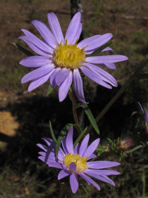 Eurybia hemispherica (Southern Prairie Aster)