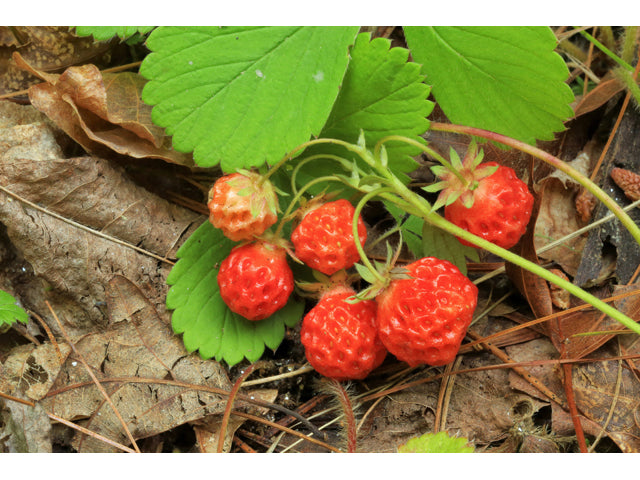 Fragaria virginiana (Wild Strawberry)
