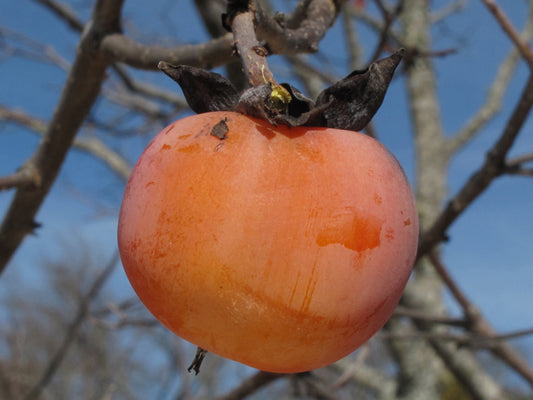 Diospyros virginiana (Common Persimmon)