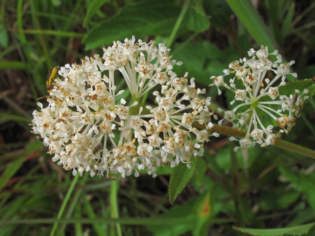 Ceanothus americanus (New Jersey Tea)