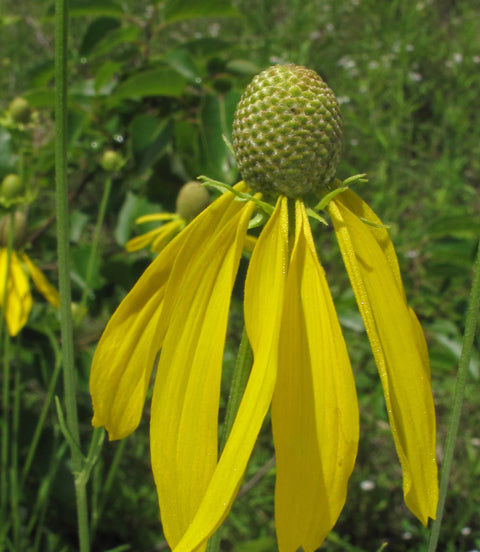 Ratibida pinnata (Gray-Headed Coneflower)