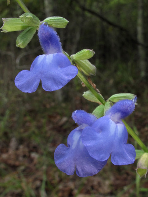 Salvia azurea (Pitcher Sage)