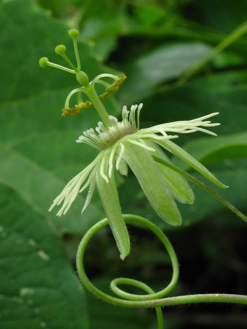 Passiflora lutea (Yellow Passionflower)