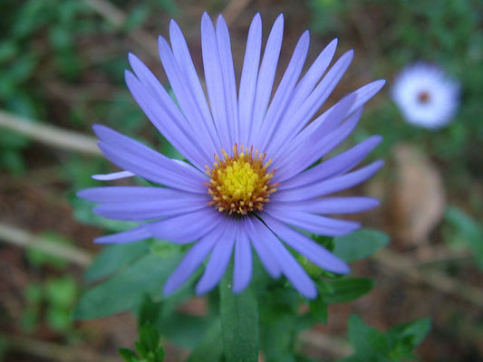 Symphyotrichum oblongifolium (Aromatic Aster)
