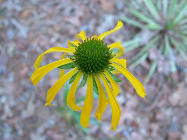 Echinacea paradoxa (Yellow Coneflower)